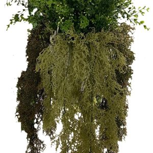 Pannello lichene stabilizzato cm 75x75 - Verdevip