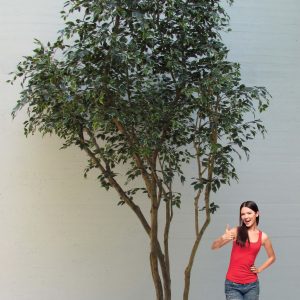 Ficus Artificiale Elegance - Bosco Giant con Piastra.