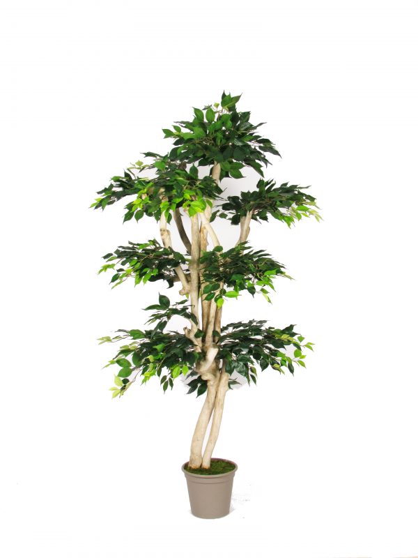 Ficus Artificiale Elegance Verde - Tronco Japan - In varie altezze - Disponibile anche Variegato