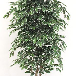Ficus Artificiale Normal Variegato - Tronco Medium - Da cm 100 a cm 300