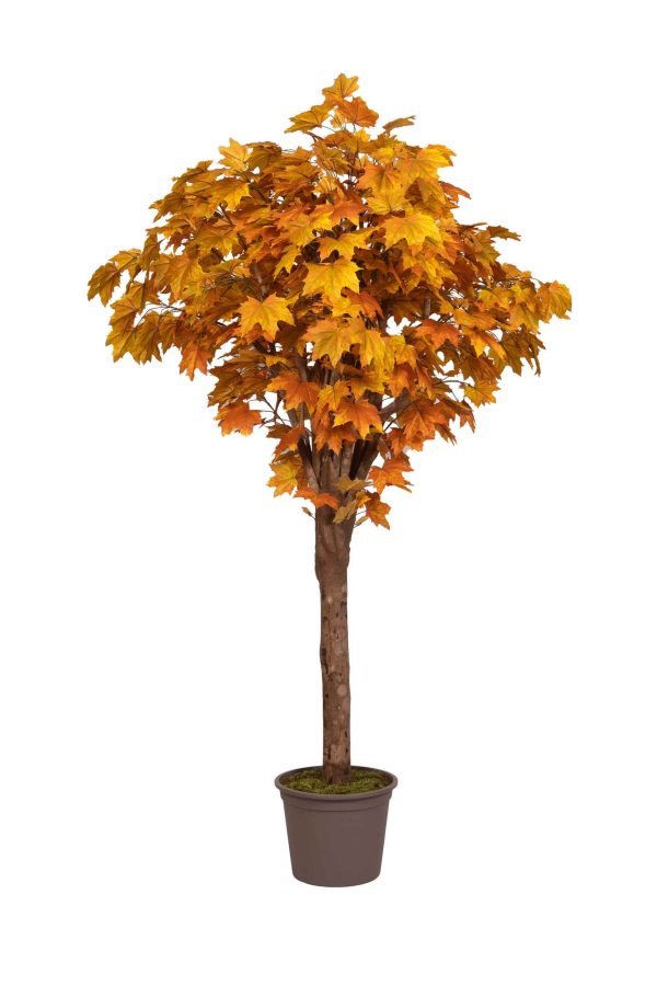 Acero Artificiale Canadese Autunnale Tronco Gigantea in varie altezze