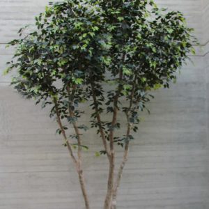 Ficus Artificiale Elegance - Bosco Giant con Piastra - Disponibile anche Variegato