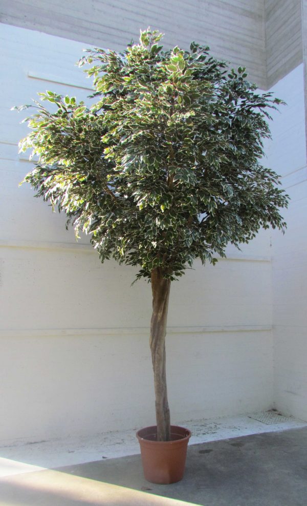 Ficus Artificiale Variegato Tronco Build-up - Altezza 350 cm