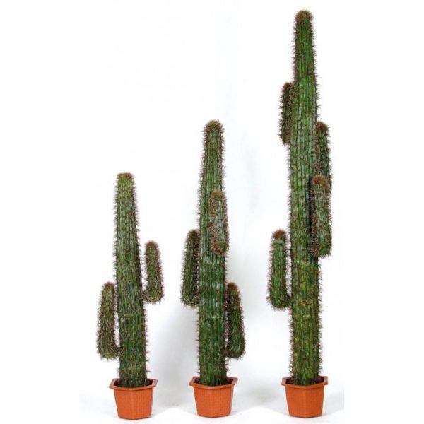 Cactus Artificiale