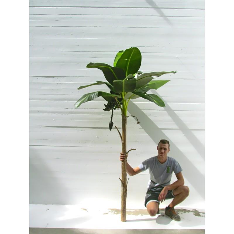 Banano Semi-Naturale · King Large · cm. 230 - Verdevip