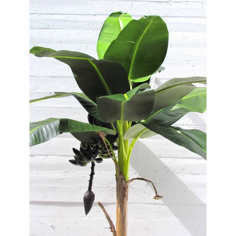 Banano Semi-Naturale · King Large · cm. 230 - Verdevip