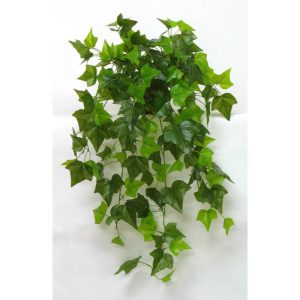 Cespuglio Edera Verde