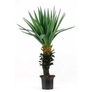 Yucca Artificiale