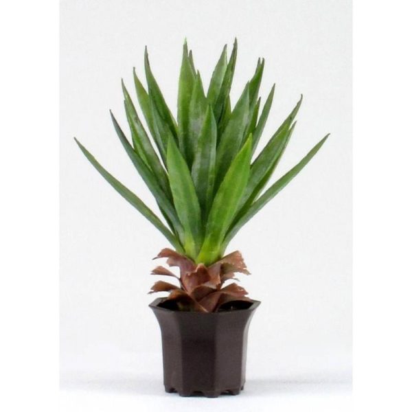 Yucca Artificiale Small