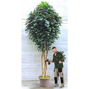 Ficus Artificiale Normal Verde Giant da Mt. 3,5 a Mt. 5 - Venduto solo Telefonicamente