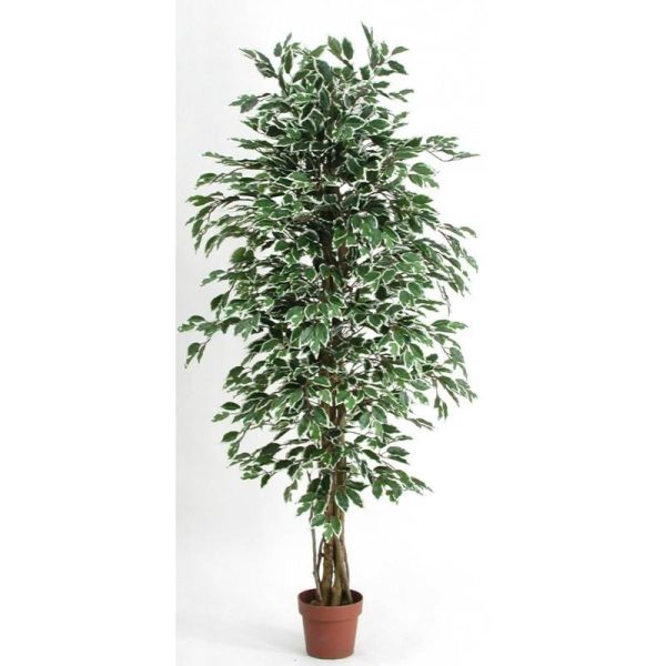 Ficus Artificiale Low Cost Variegato da cm. 125 a cm. 200