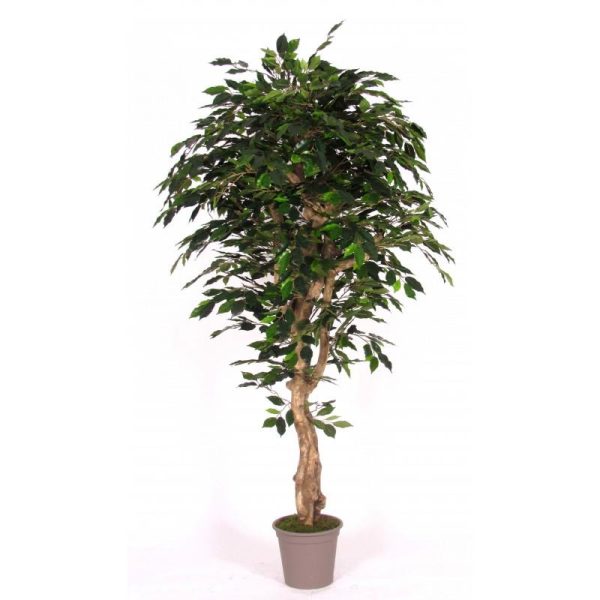 Ficus Artificiale Luxe Verde - Tronco Mediterraneo - In varie altezze