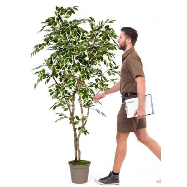 Ficus Artificiale Luxe Variegato New Garden - In varie Altezze da cm. 150 a cm. 210