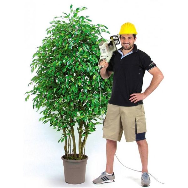 Ficus Artificiale verde, foglie mini, tronco bosco, in varie altezze