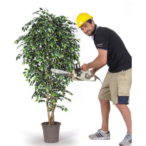 Ficus Artificiale variegato, foglie mini, altezza da cm. 100 a cm. 250