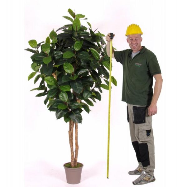 Ficus Artificiale Elastica da h. 170 a 300 cm.