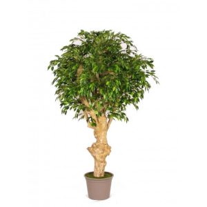 Ficus Artificiale Hawaiian Verde, Tronco Jamaica, 200 cm.