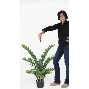 Zamioculcas Artificiale Medium