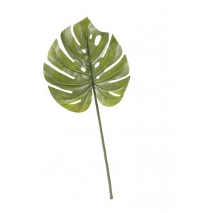 Monstera Foglia