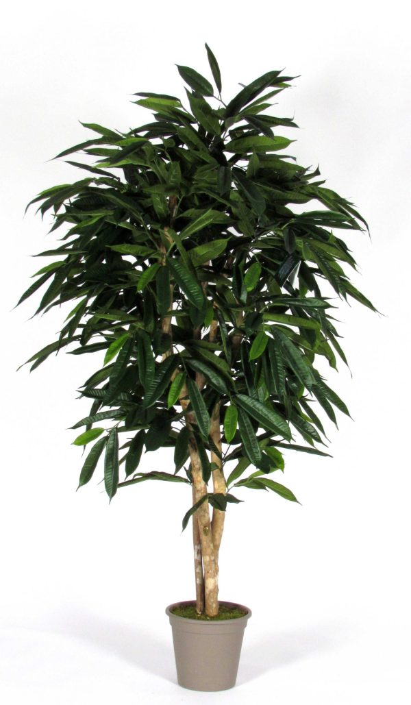 Ficus longifolia artificiale tronco naturale
