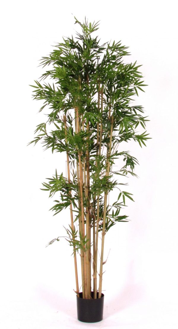 Mini Japanese Bamboo 150 cm