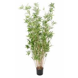 Bambu Artificiale Orientale