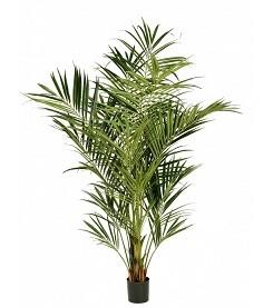 kentia artificiale