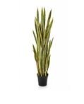 Sanseveria Artificiale