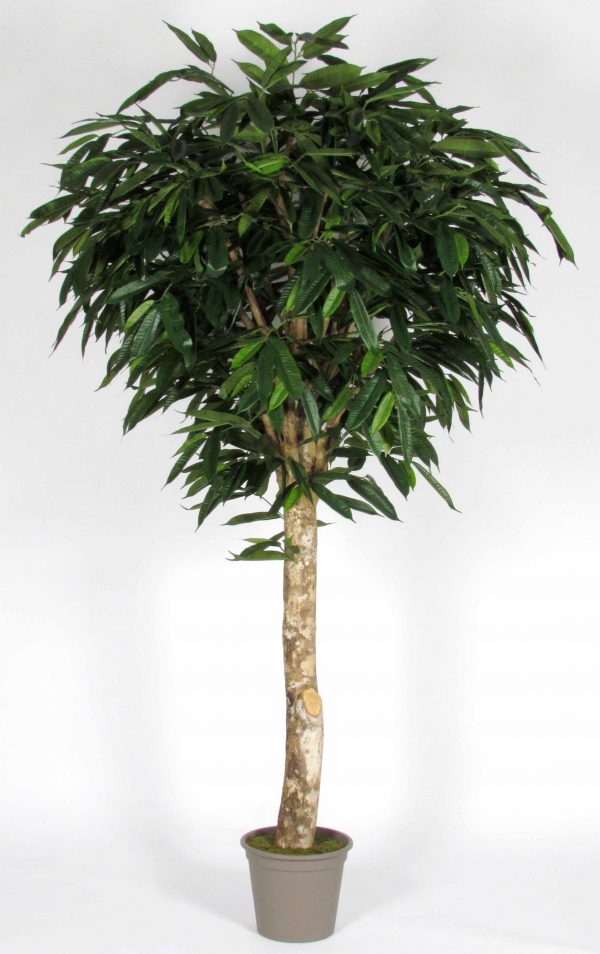 ficus longifolia artificiale tronco gigantea