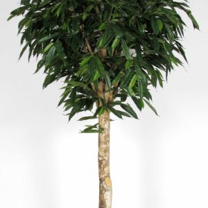 ficus longifolia artificiale tronco gigantea