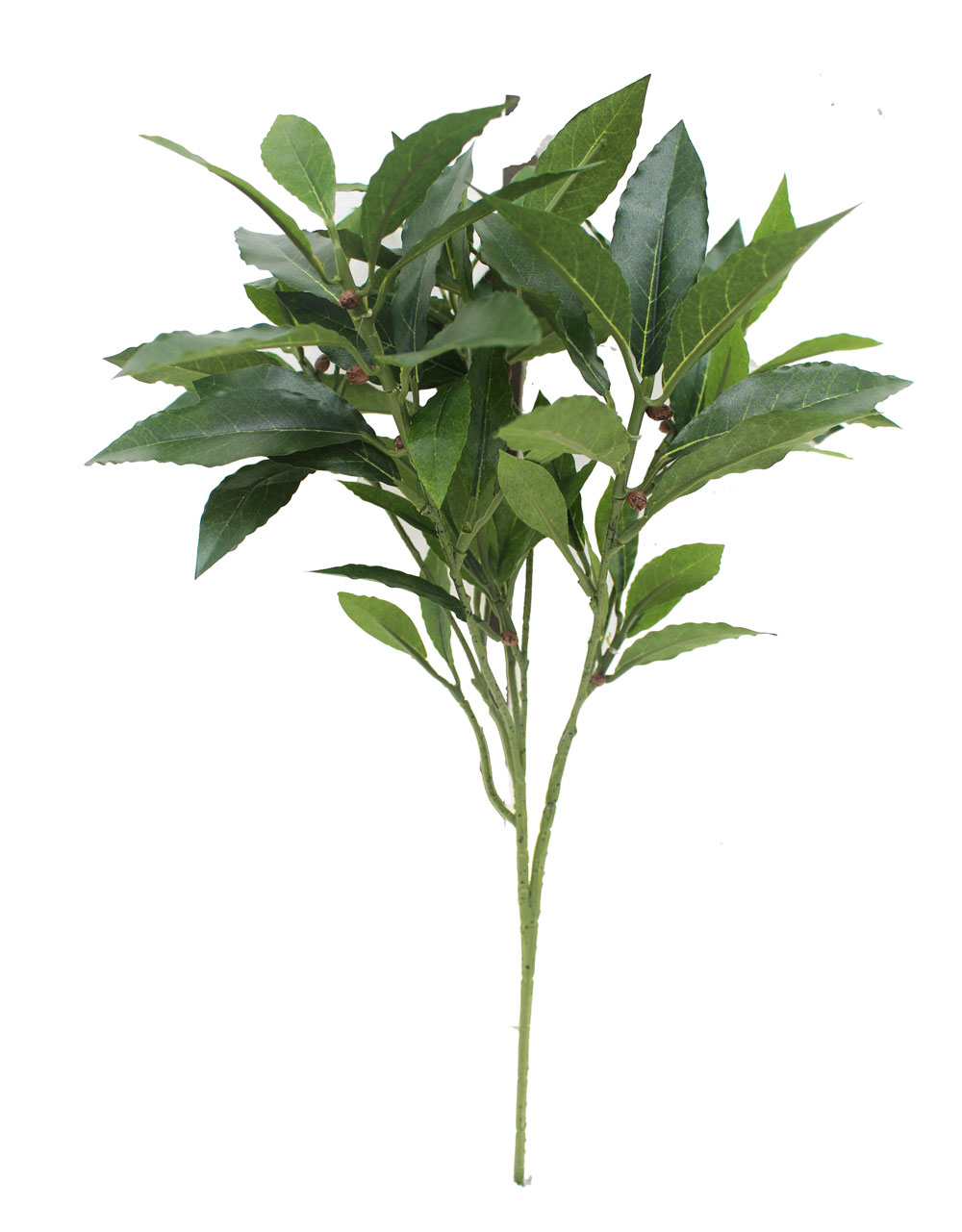 Alloro, ramo con 74 foglie verdi - Verdevip