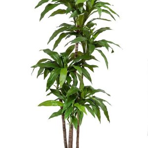Artificial Dracena Fragrans • Green • H. 160 cm