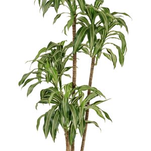 Artificial Dracena Fragrans • Variegated • H. 160 cm