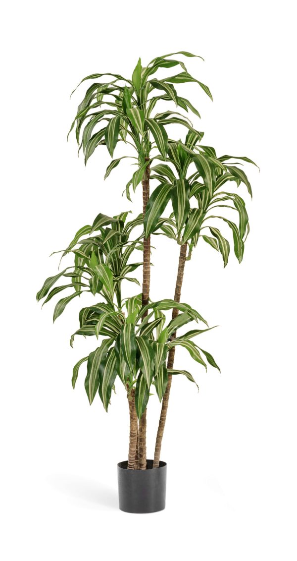 Artificial Dracena Fragrans • Variegated • H. 160 cm