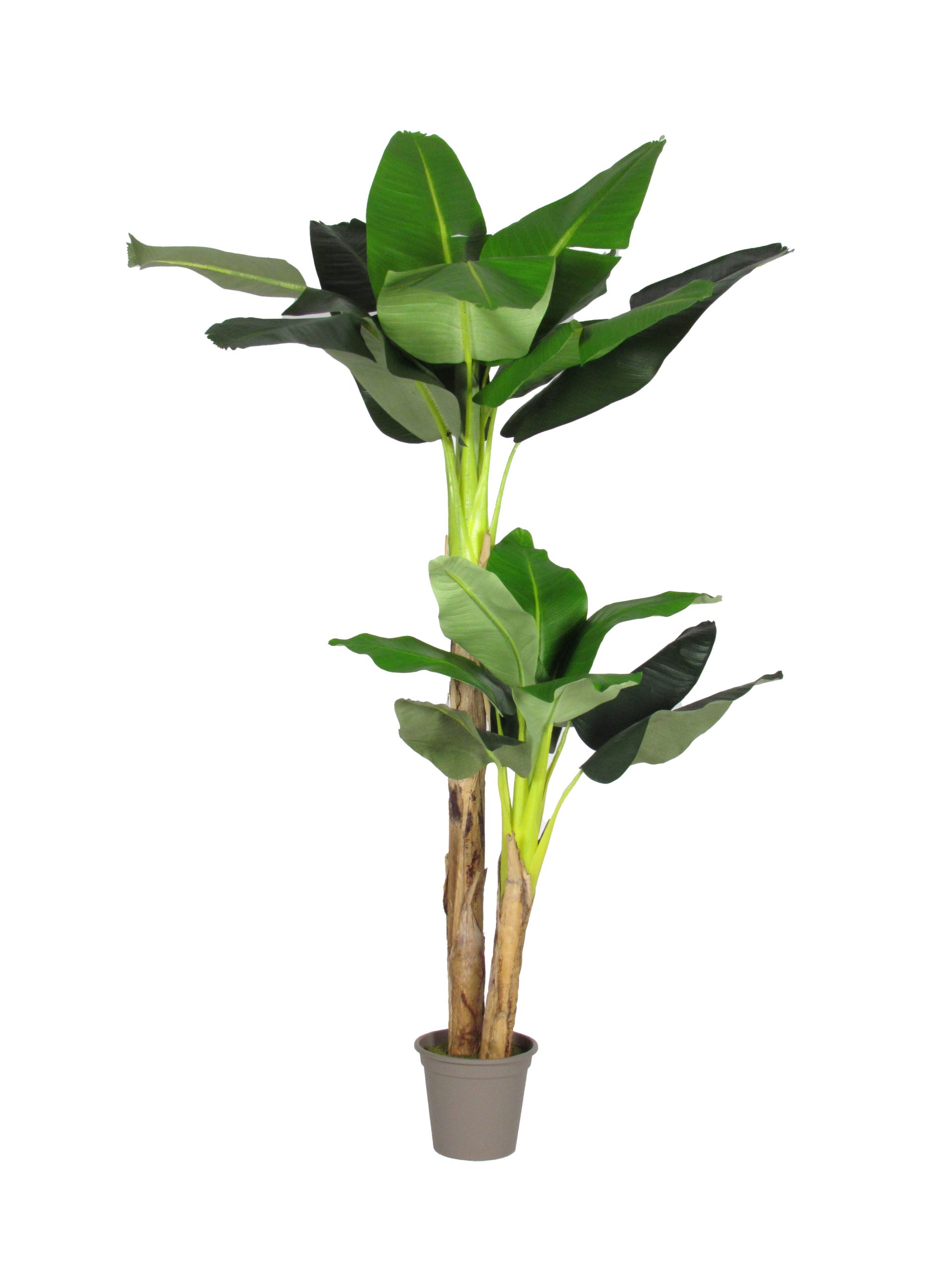 Banano artificiale con 2 piante da 80cm a 150cm - Verdevip