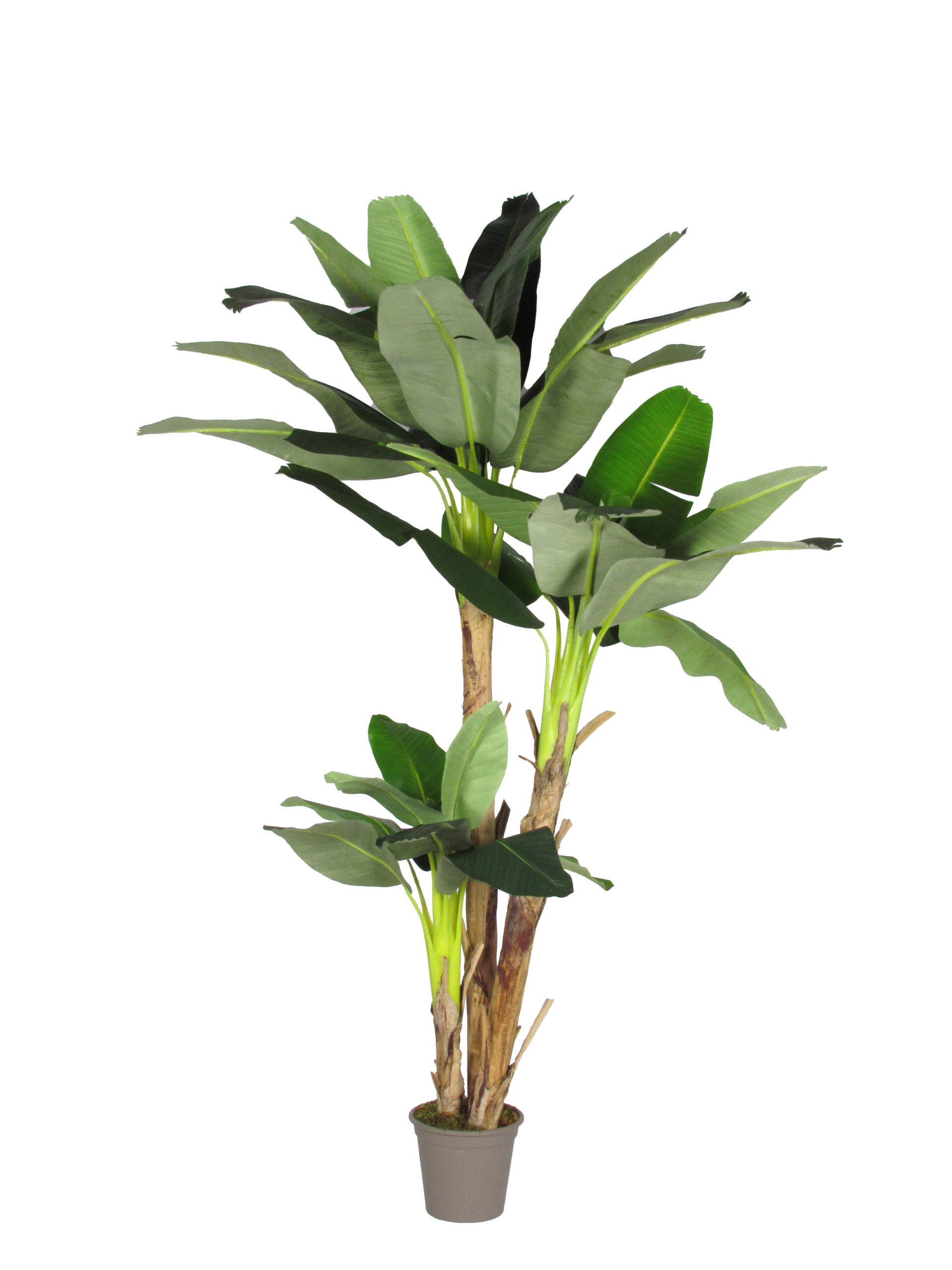 Banano Semi-Naturale · Composto da 3 Piante cm. 80/150/230 - Verdevip