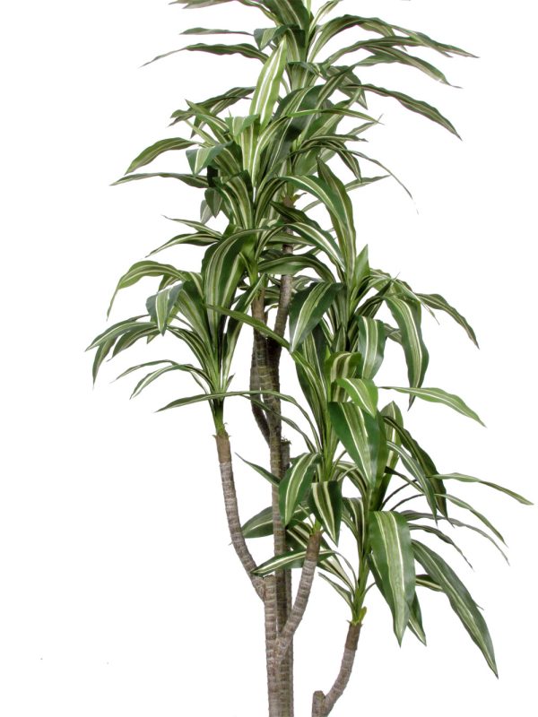 Artificial Dracena Fragrans • Variegated • H. 160 cm - Image 4