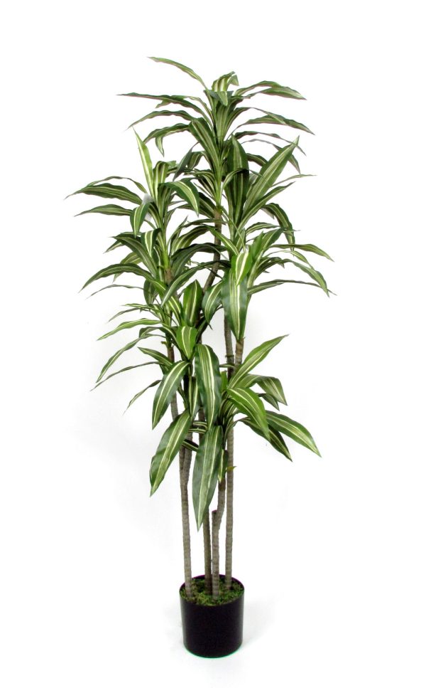 Artificial Dracena Fragrans • Variegated • H. 160 cm - Image 3