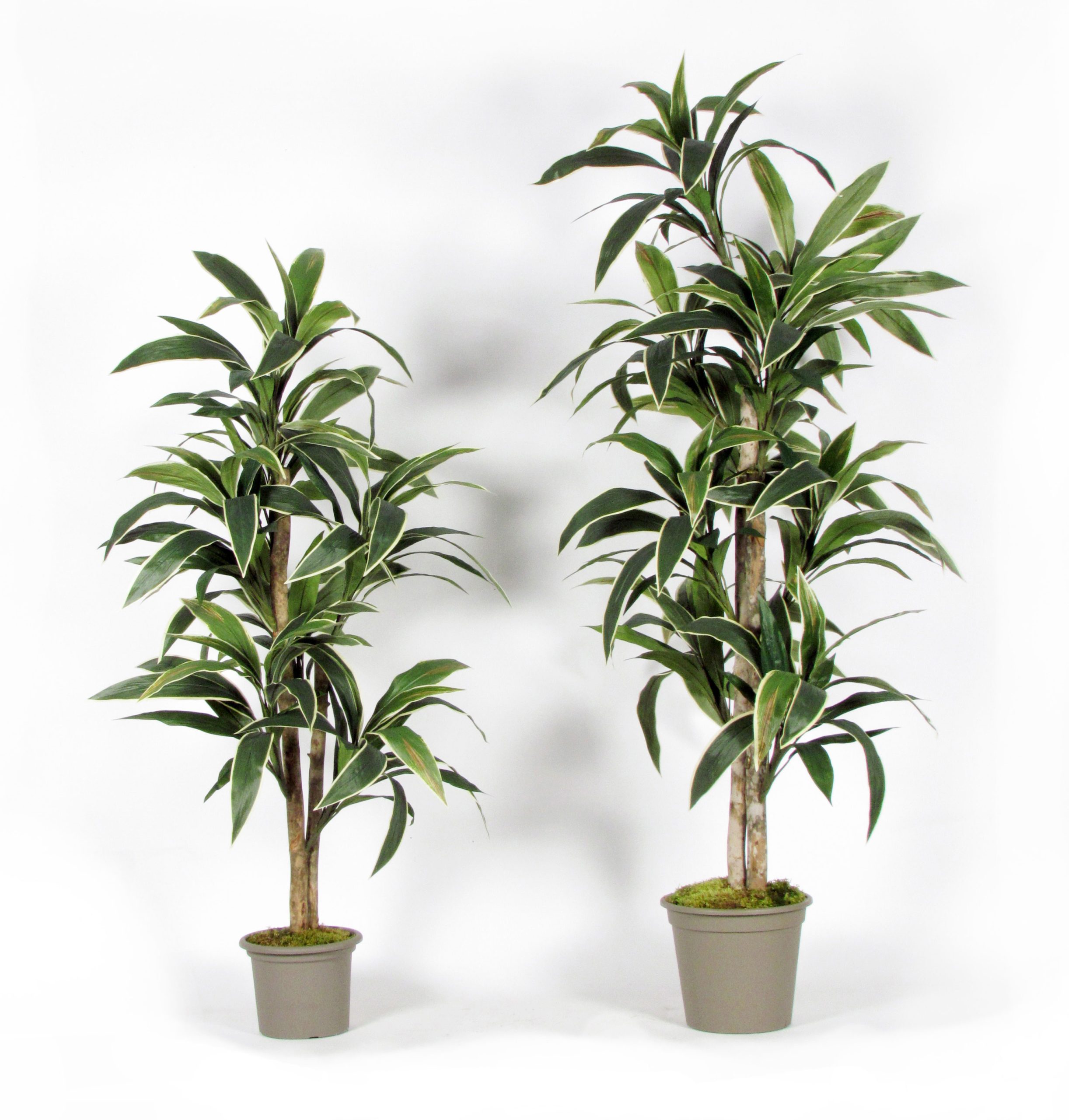 Vasi per Sanseveria e Dracena