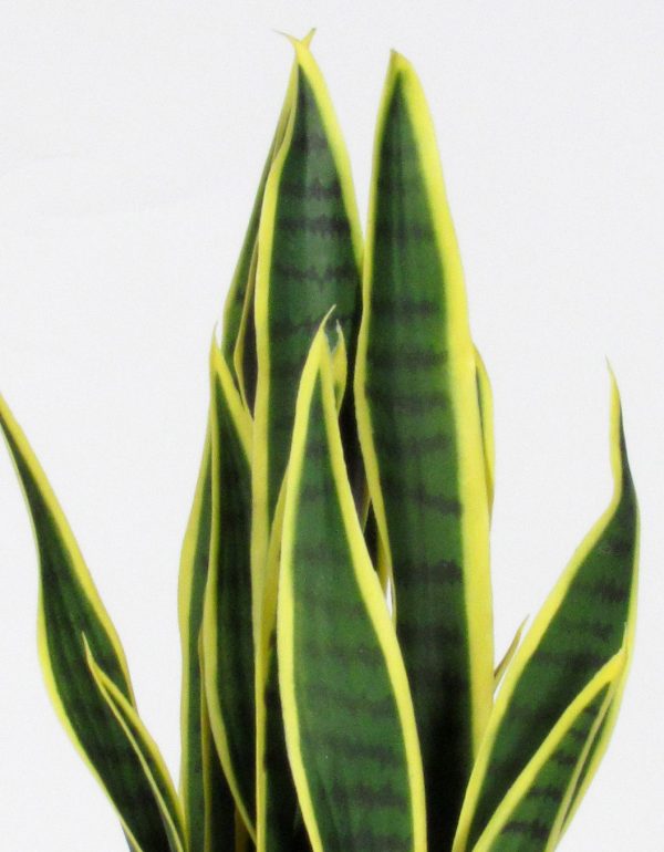 Artificial Sanseveria • Variegated • Small • UVR • H. 65 cm - Image 5