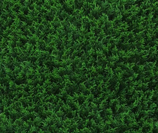 Cipresso • Siepe Artificiale • Verde • cm 100x100 • UVR • Mattonelle - immagine 2