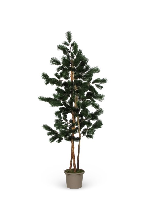 Pine Seminatural • Green • Mansanisi trunk • UVR • H cm 225