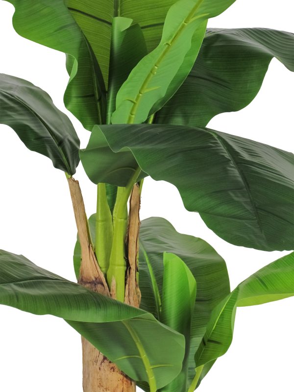 Banano Seminaturale • Verde • Tronchi in corteccia di Banano - immagine 2