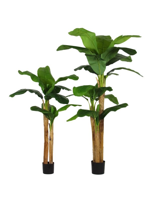 Banano Seminaturale • Verde • Tronchi in corteccia di Banano