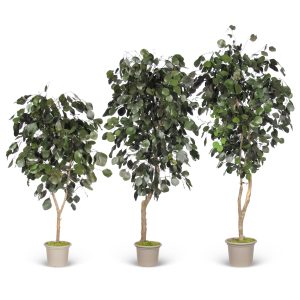 Preserved Eucalyptus Populus • Green • Mansanisi Trunk