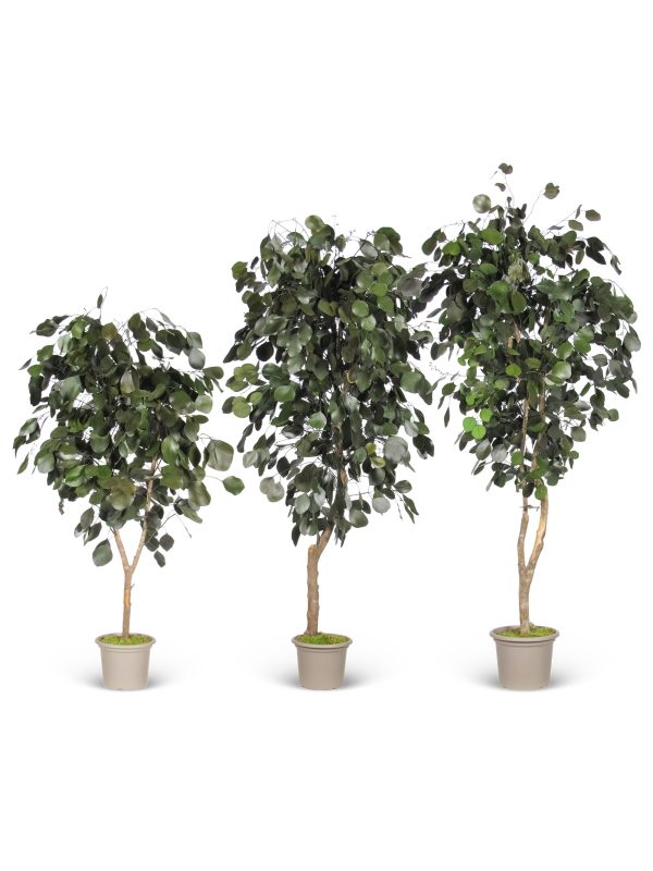 Preserved Eucalyptus Populus • Green • Mansanisi Trunk