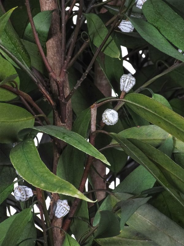 Preserved Eucalyptus Pendula • Green • Mansanisi Trunk - Image 2