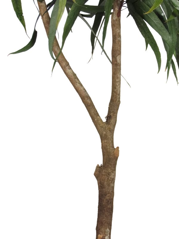 Preserved Eucalyptus Pendula • Green • Mansanisi Trunk - Image 3