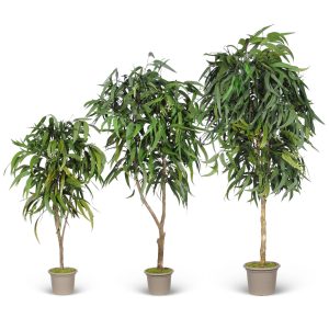 Preserved Eucalyptus Pendula • Green • Mansanisi Trunk