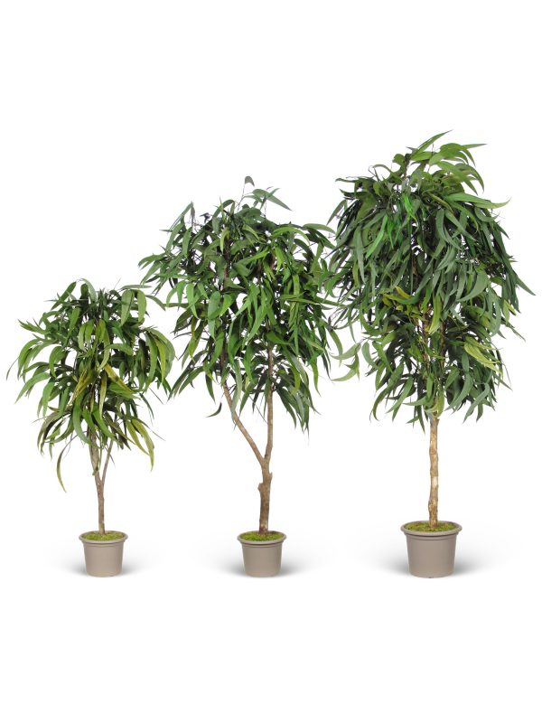 Preserved Eucalyptus Pendula • Green • Mansanisi Trunk